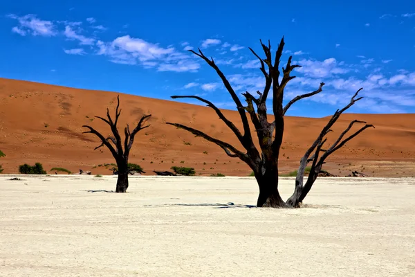 Abgestorbene Bäume vor einer orangefarbenen Düne in deadvlei namib naukluft national pa — Stockfoto