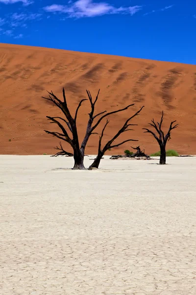 Árboles muertos frente a una duna naranja en deadvlei namib naukluft nacional pa — Foto de Stock
