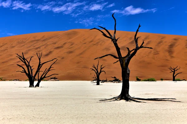 Martwe drzewa przed pomarańczowy wydmy w deadvlei namib naukluft krajowych pa — Zdjęcie stockowe