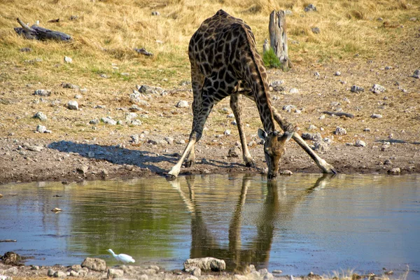 Pije żyrafa w waterhole w parku narodowym etosha namibia — Zdjęcie stockowe