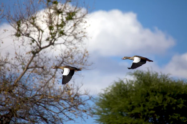 Daan viljoen oyun parkında uçan ördek — Stok fotoğraf