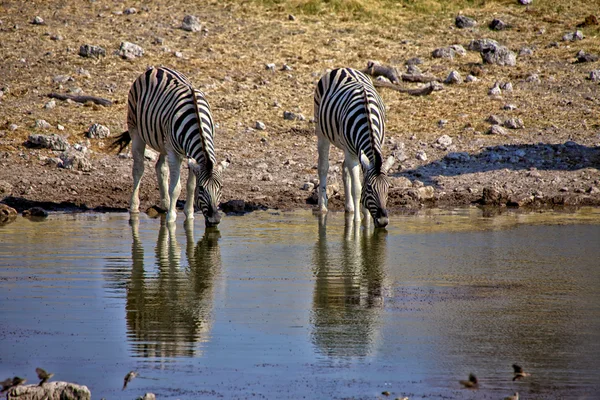 Picie zebra w waterhole w parku narodowym etosha namibia — Zdjęcie stockowe