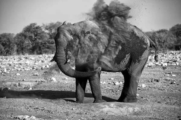 stock image Elephant blowing dust in etosha national park namibia