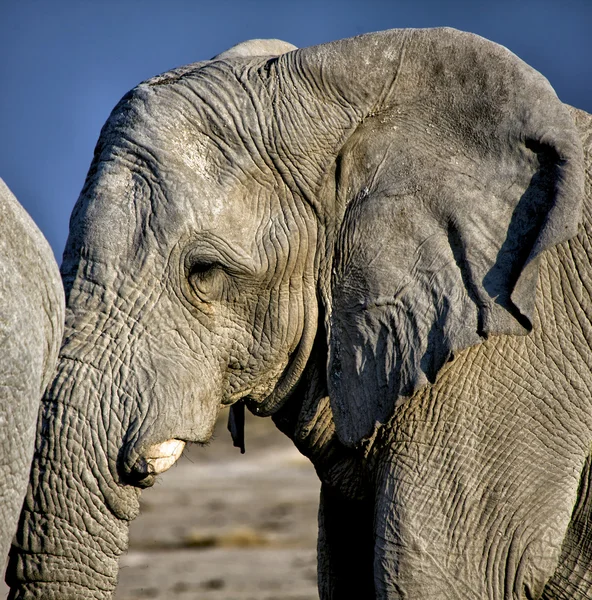 Elefante de perto no parque nacional de etosha namibia — Fotografia de Stock