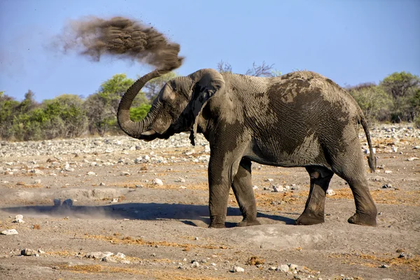 Elefante soprando poeira no parque nacional de etosha namibia — Fotografia de Stock