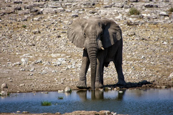 Agua potable para elefantes en un agujero de agua en el parque nacional etosha —  Fotos de Stock