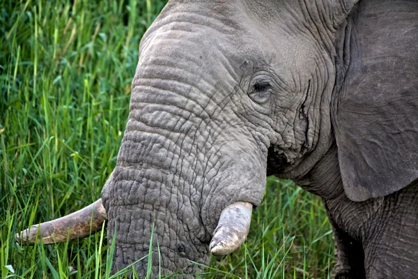 Elefante close-up no parque nacional de etosha namibia — Fotografia de Stock