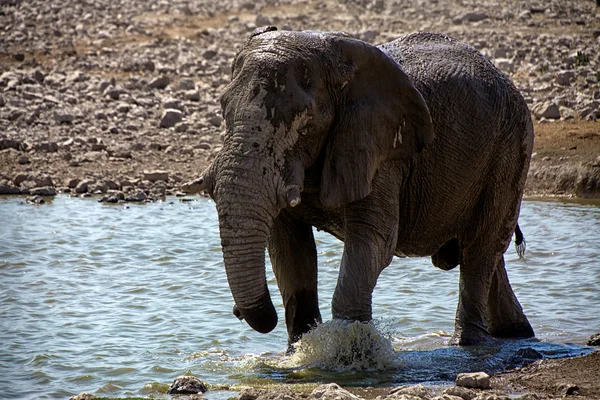 Elefante in una pozza d'acqua nel parco nazionale etosha namibia — Foto Stock