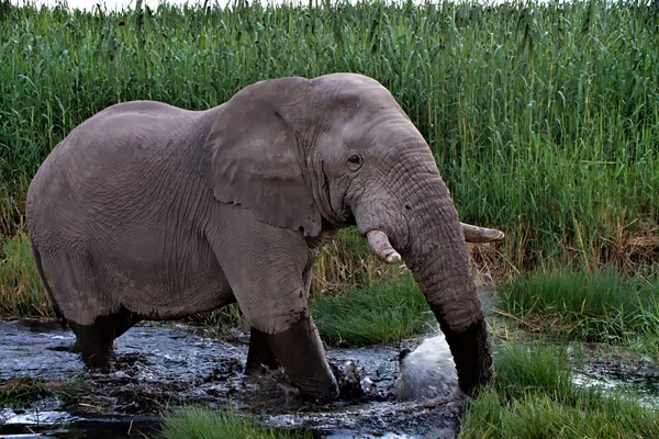 Ελέφαντας περπάτημα στο νερό σε etosha εθνικό πάρκο Ναμίμπια在埃托沙国家公园纳米比亚在水中行走的大象 — Φωτογραφία Αρχείου