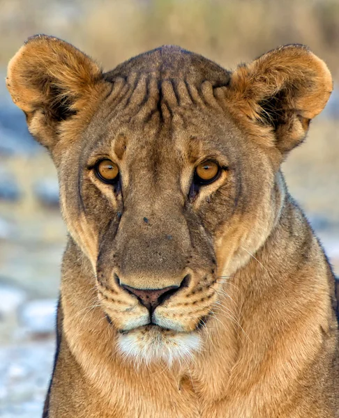 Cara primer plano de un león en etosha parque nacional namibia africa —  Fotos de Stock