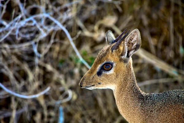 エトーシャ国立公園ナミビアで dik-dik-の顔 — ストック写真