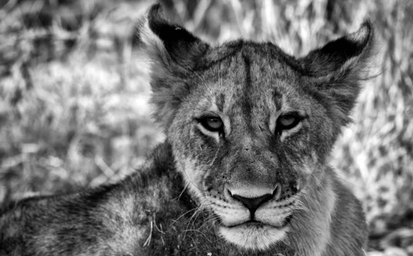 Rosto de um filhote de leão no parque nacional de etosha namibia — Fotografia de Stock