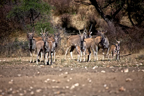 Några eland på daan viljoen spel park namibia Afrika — Stockfoto