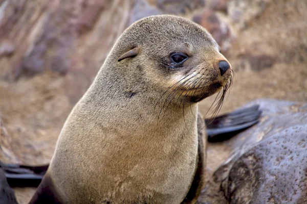 Cubo de foca de pele na praia em cape cross seal reserva namibia áfrica — Fotografia de Stock