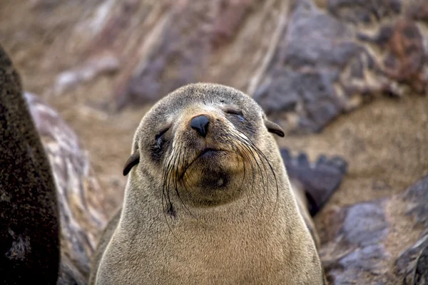 Cubo de foca de piel en la playa en la reserva de foca cruzada capa namibia — Foto de Stock
