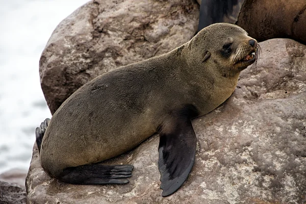 Cubo de la foca de piel gritando en la playa en la reserva de la foca cruzada capa namibia afr — Foto de Stock