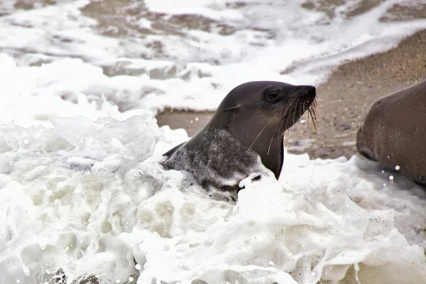 Fur seal in the waves at cape cross seal reserve namibia near the skeleton — Stock Photo, Image