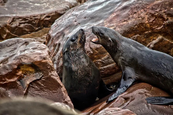 Otarie à fourrure de combat sur la plage de Cap cross seal Namibie Afrique de réserve ne — Photo