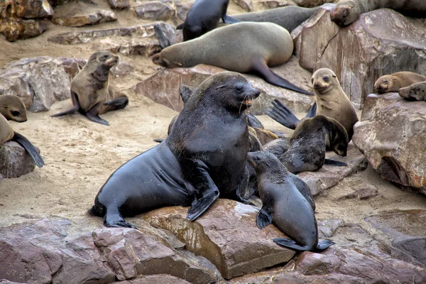 Foca pelliccia sulla spiaggia a capo croce riserva di foche namibia africa — Foto Stock