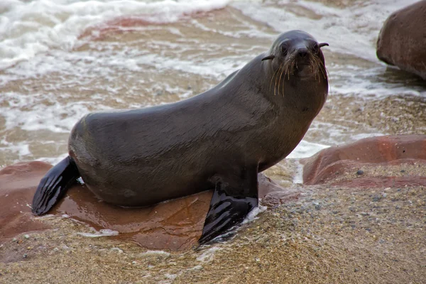 Fur seal on the beach at cape cross seal reserve namibia near the skeleton — Stock Photo, Image