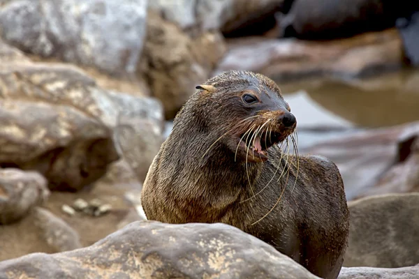 Foca pelliccia sulla spiaggia a capo croce riserva di foca namibia — Foto Stock
