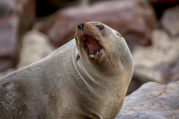 Pelliccia foca urlando sulla spiaggia a capo croce riserva di foche namibia africa n — Foto Stock