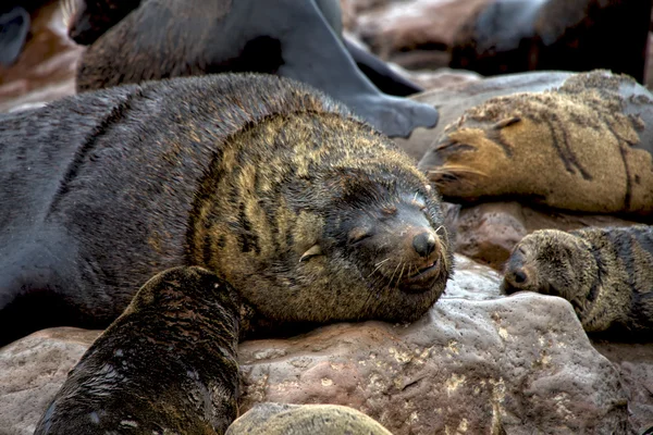 Foca de piel que duerme en la playa en el cabo cruz foca reserva namibia africa ne — Foto de Stock