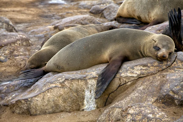 Foca de pele dormindo na praia em cape cross seal reserva namibia — Fotografia de Stock