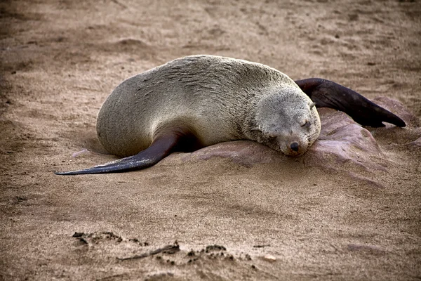 Fur seal sleeping on the beach at cape cross seal reserve namibia africa — Stock Photo, Image