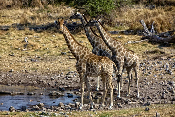 Yakınındaki bir su birikintisinin etkin Milli Parkı Namibya Afrika zürafa grubu — Stok fotoğraf