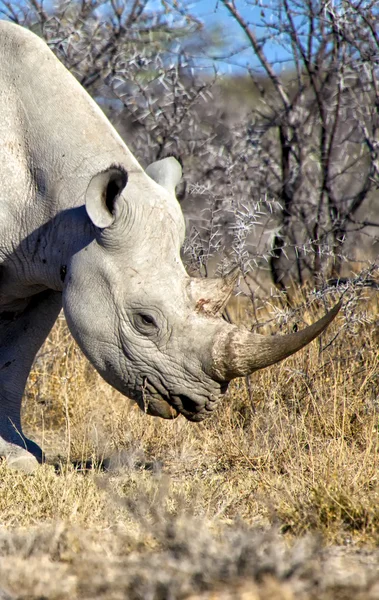Tête d'un rhinocéros noir dans le parc national etosha namibia — Photo