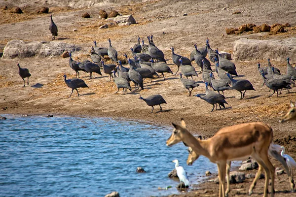 Группа морских птиц в шлемах возле водопоя в национальном парке Этоша Намиб — стоковое фото
