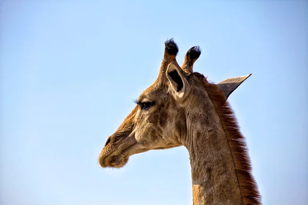 Cabeça de uma girafa no parque nacional de etosha namibia — Fotografia de Stock