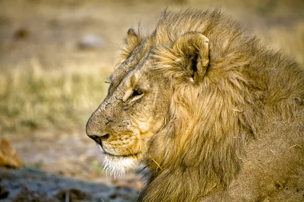 Cabeza de un león (panthera leo) en el parque nacional etosha namibia africa —  Fotos de Stock