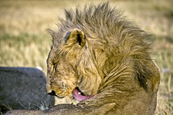 Leijonan pää etoshan kansallispuistossa Namibia africa — kuvapankkivalokuva