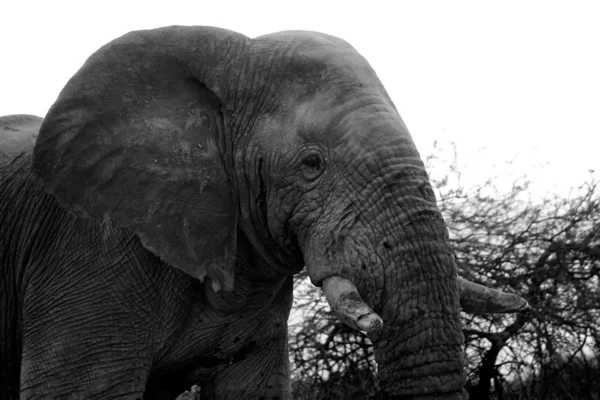 Cabeça de um elefante no parque nacional de etosha namibia — Fotografia de Stock