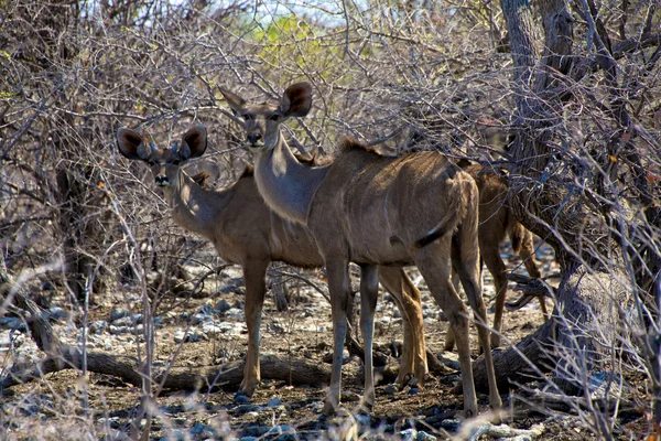 Kudu w parku narodowym etosha namibia — Zdjęcie stockowe