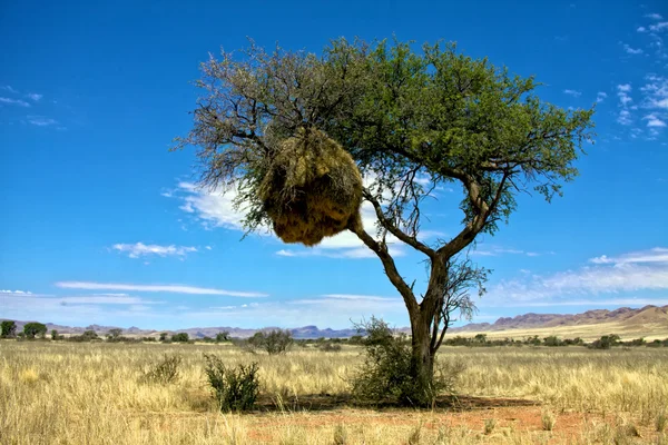 stock image Large sociable weaver's nest in a camelthorn tree at the namib naukluf