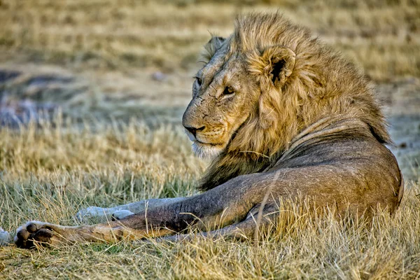 Lion (panthera leo) i gräset på etosha national park — Stockfoto