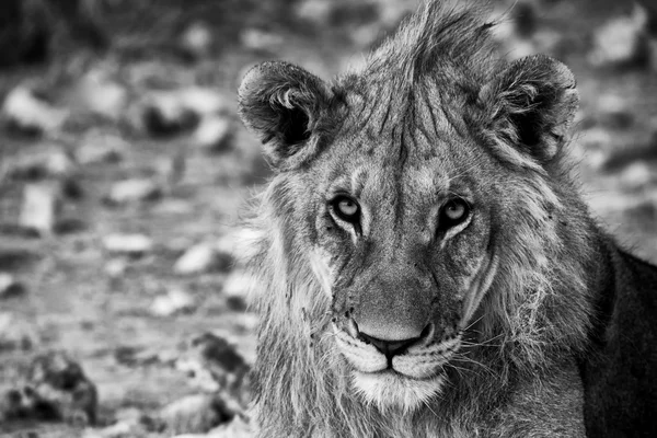 Национальный парк Этоша лев Национальный парк Намибия Африка черно-белый — стоковое фото