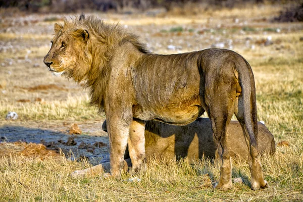Singa saat matahari terbenam di etosha taman nasional Afrika — Stok Foto