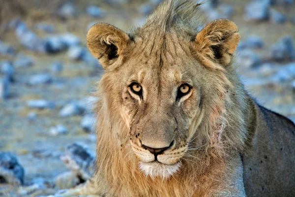 Lion close-up art etosha national park namibia africa — Stock Photo, Image