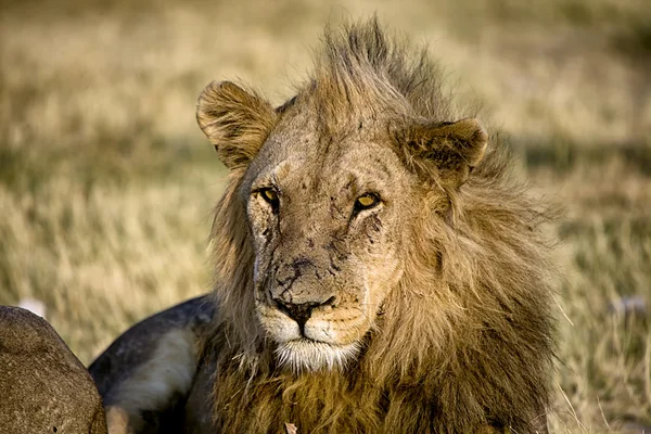 Lev detail v Namibie národní park etosha — Stock fotografie
