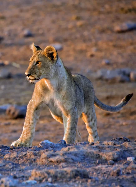 Lion cub közelében etosha Namíbia Afrikában, például egy víznyelő — Stock Fotó