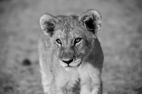 Львенок в белом и черном (Panthera leo) в национальном парке Этоша Намибия — стоковое фото