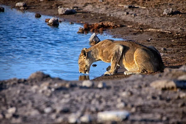 Leeuwin drinkwater in chudob waterhole etosha nationaal park — Stockfoto
