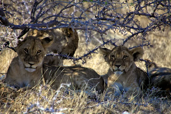 Cucciolo di leone sotto un albero al parco nazionale etosha namibia — Foto Stock