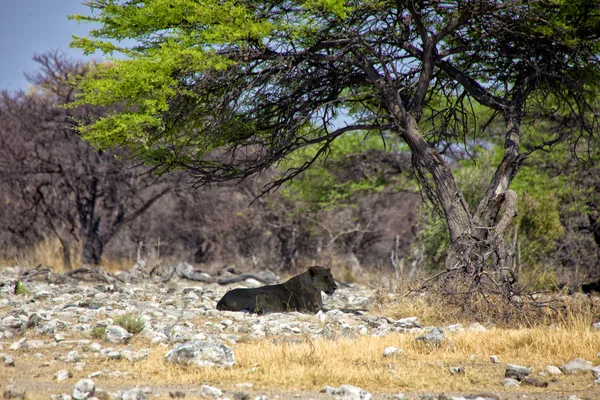 Leoa abaixo de uma árvore no parque nacional de etosha namibia — Fotografia de Stock