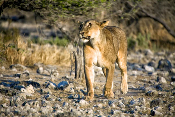 Dişi aslan etkin Milli Parkı Namibya, garip bir göz ile — Stok fotoğraf
