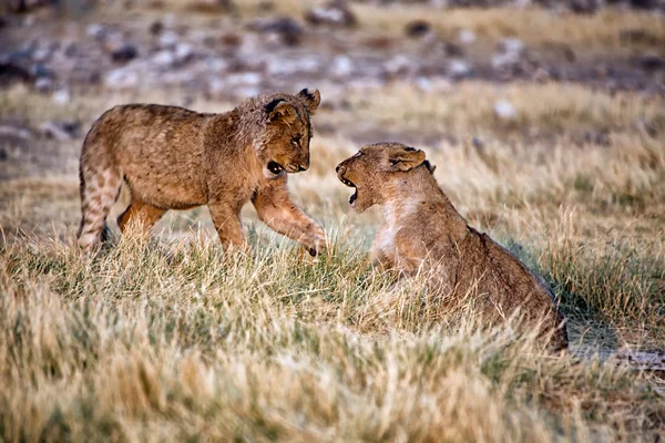 Leoni che giocano nel parco nazionale ethosha namibia — Foto Stock